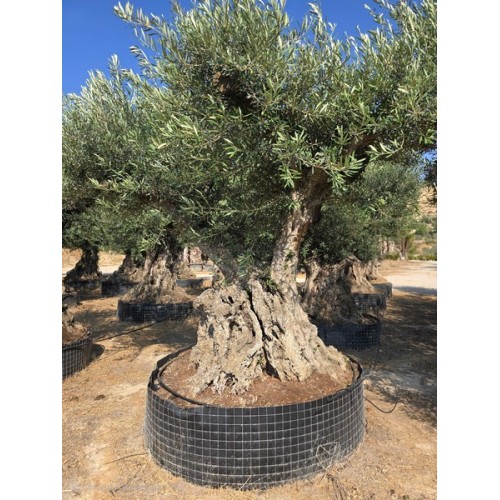 Olea bonsai exemplar XL